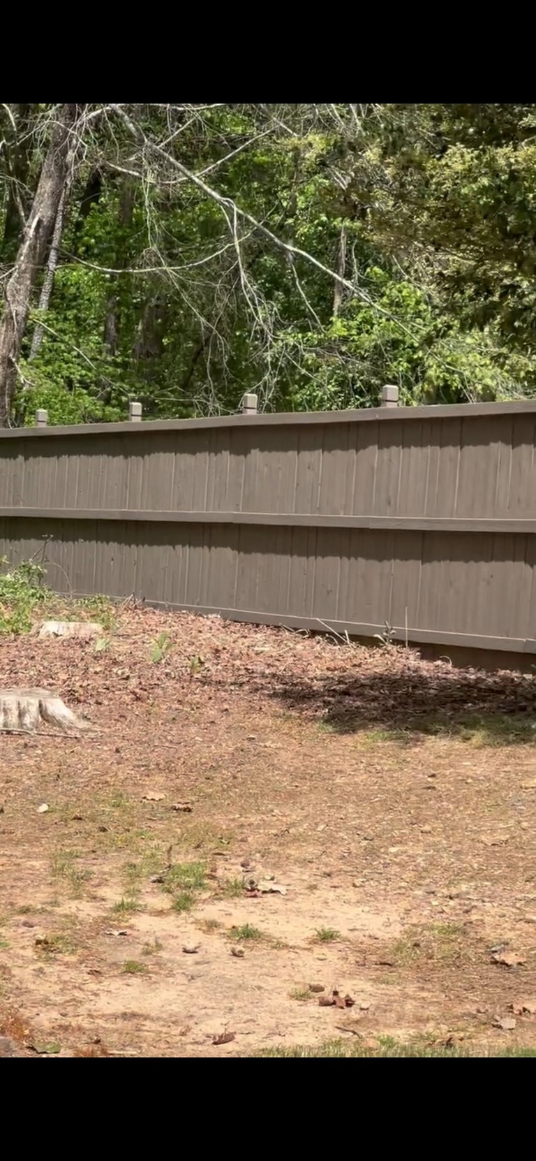 Gray metal corrugated fence alongside bare dirt ground with dense green trees and branches overhead in the background